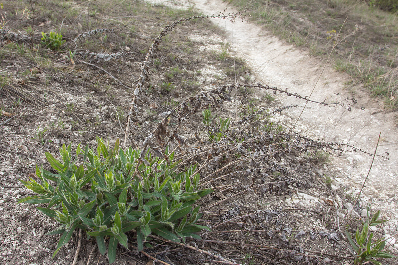 Image of genus Hieracium specimen.