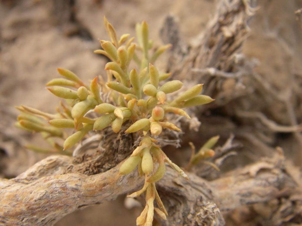 Изображение особи Arthrophytum lehmannianum.