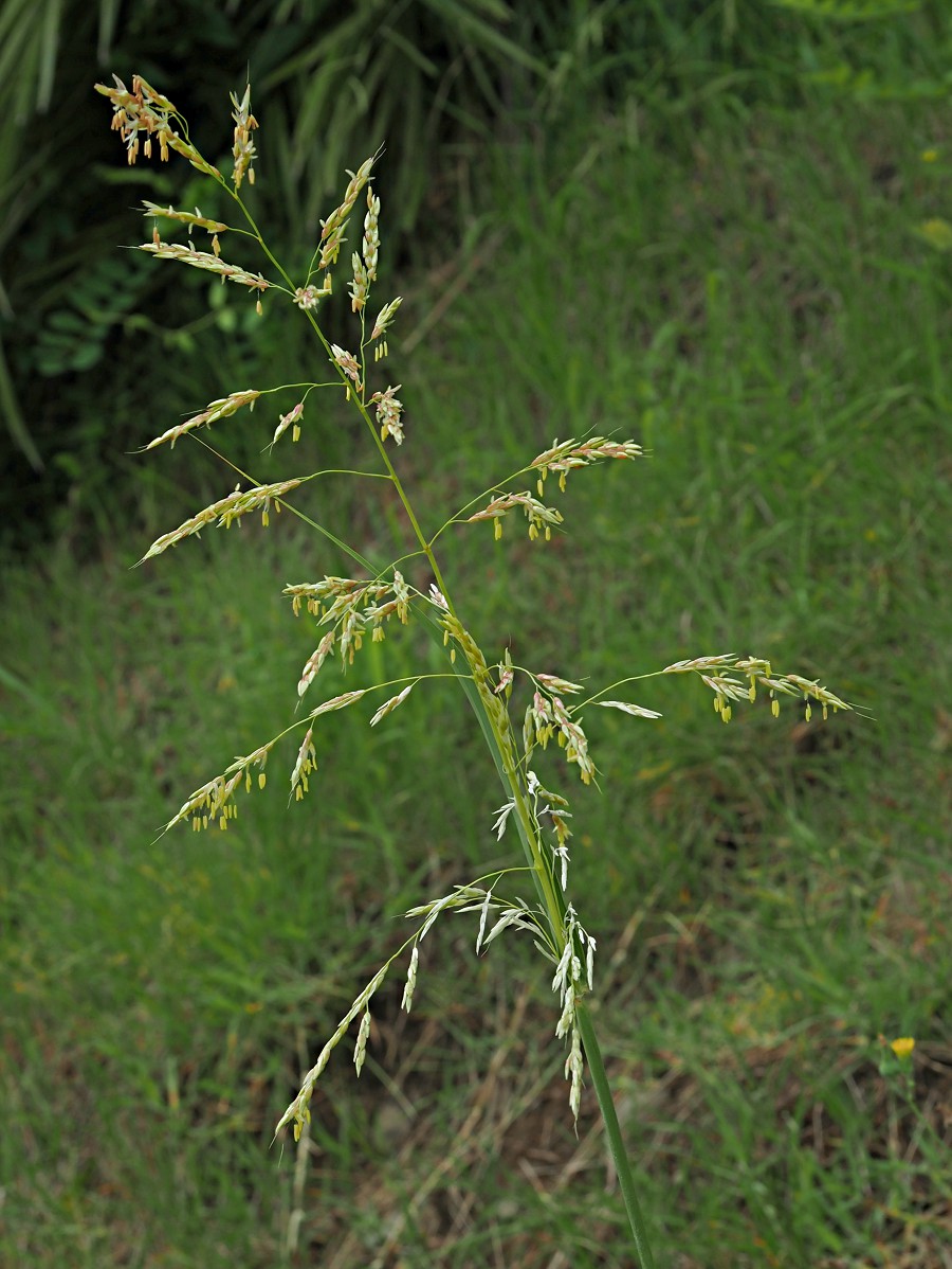 Image of genus Sorghum specimen.