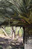 Macrozamia moorei. Часть ствола и кроны \"плодоносящего\" растения. Испания, автономное сообщество Каталония, провинция Жирона, комарка Баш-Эмпорда, муниципалитет Палафружель, ботанический сад \"Кап-Роч\". 12.03.2023.