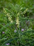 Astragalus galegiformis. Верхушка цветущего растения. Северная Осетия, Пригородный р-н, окр. с. Даргавс, ≈ 1400 м н.у.м., луговой склон. 23.07.2022.