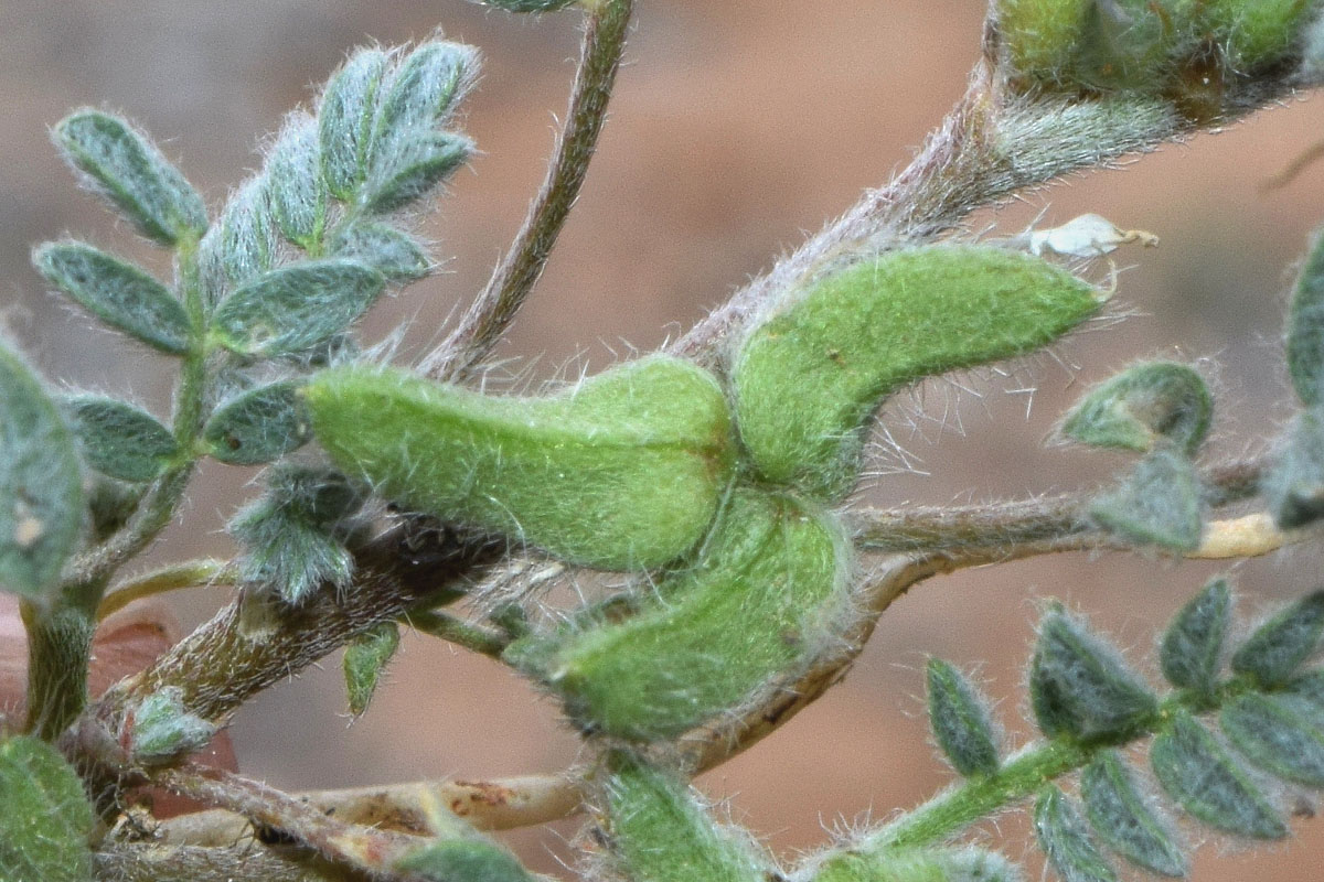 Изображение особи Astragalus tribuloides.