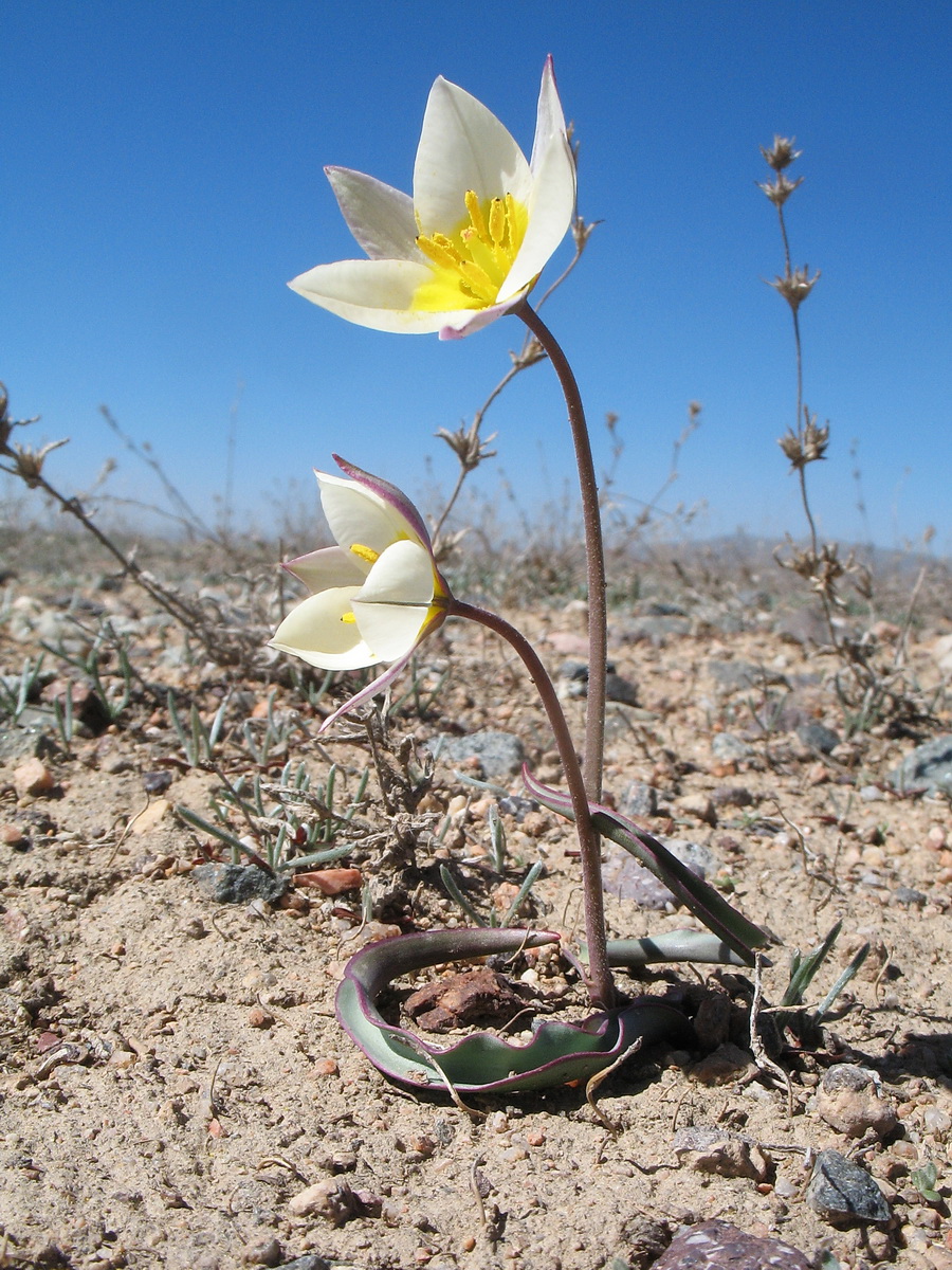 Image of Tulipa salsola specimen.