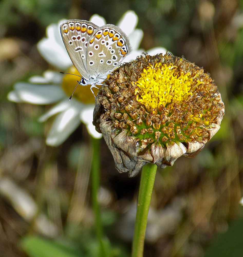 Image of Leucanthemum maximum specimen.