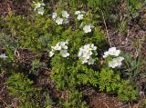Rosa spinosissima