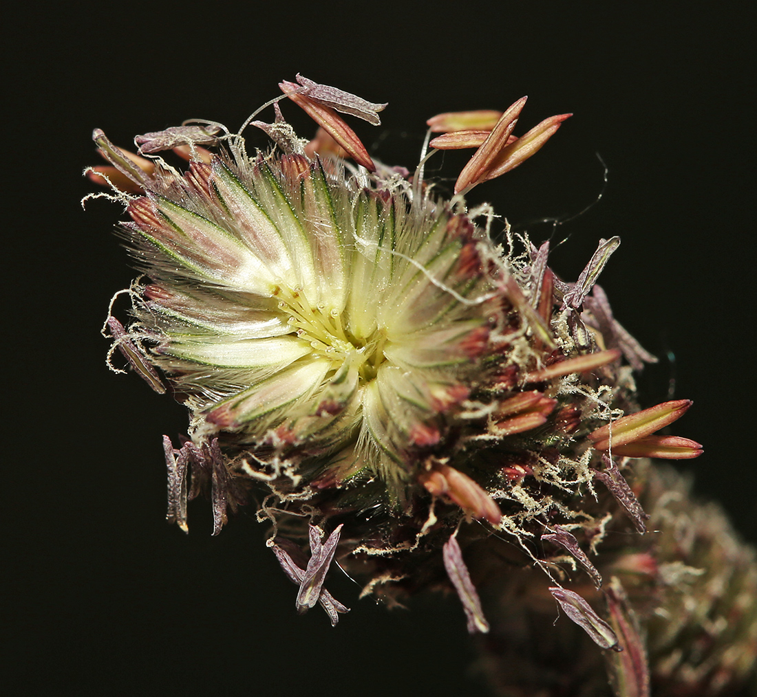 Image of Alopecurus arundinaceus specimen.