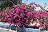 Bougainvillea glabra