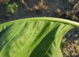 Rumex confertus