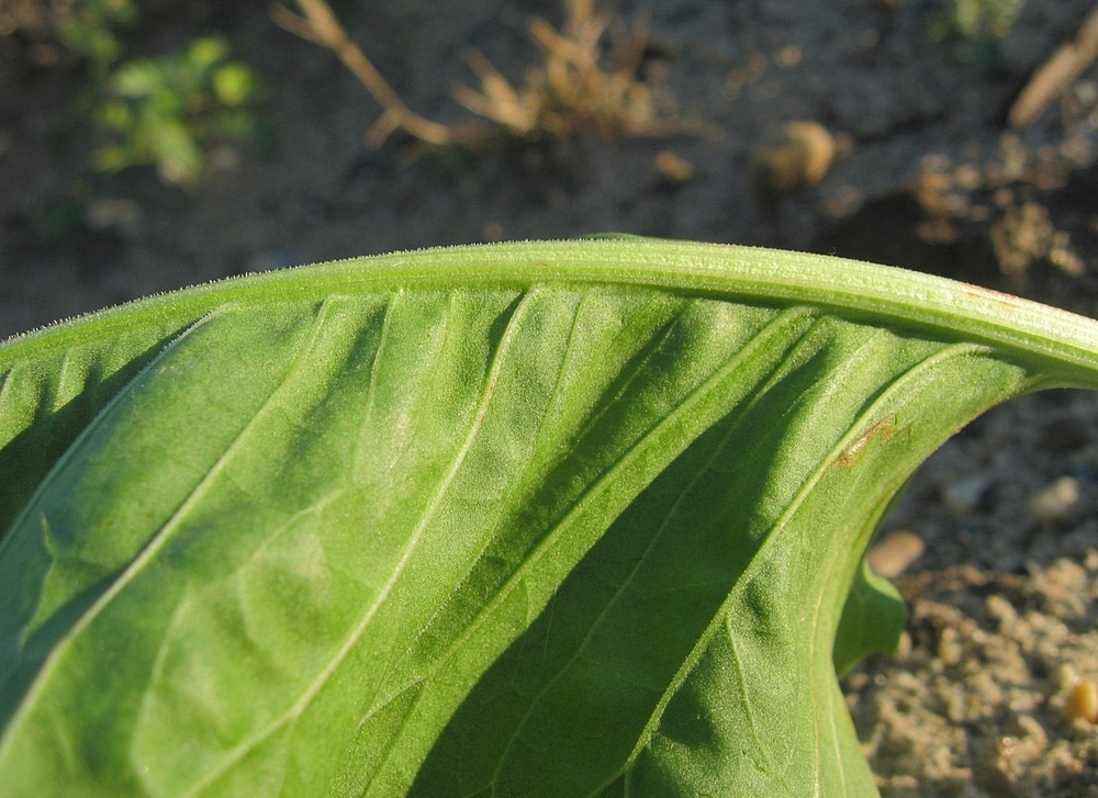 Image of Rumex confertus specimen.