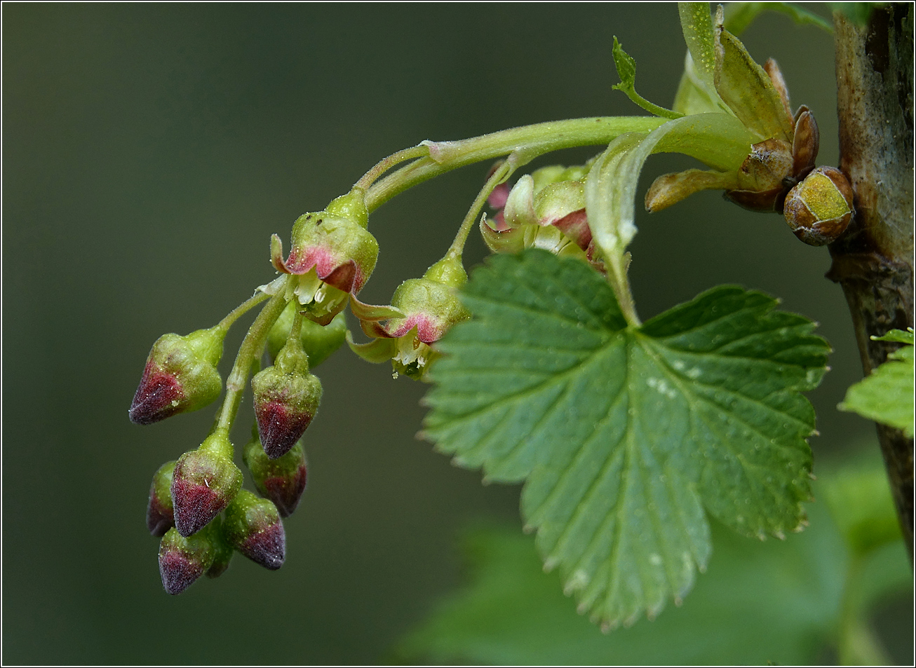 Изображение особи Ribes nigrum.