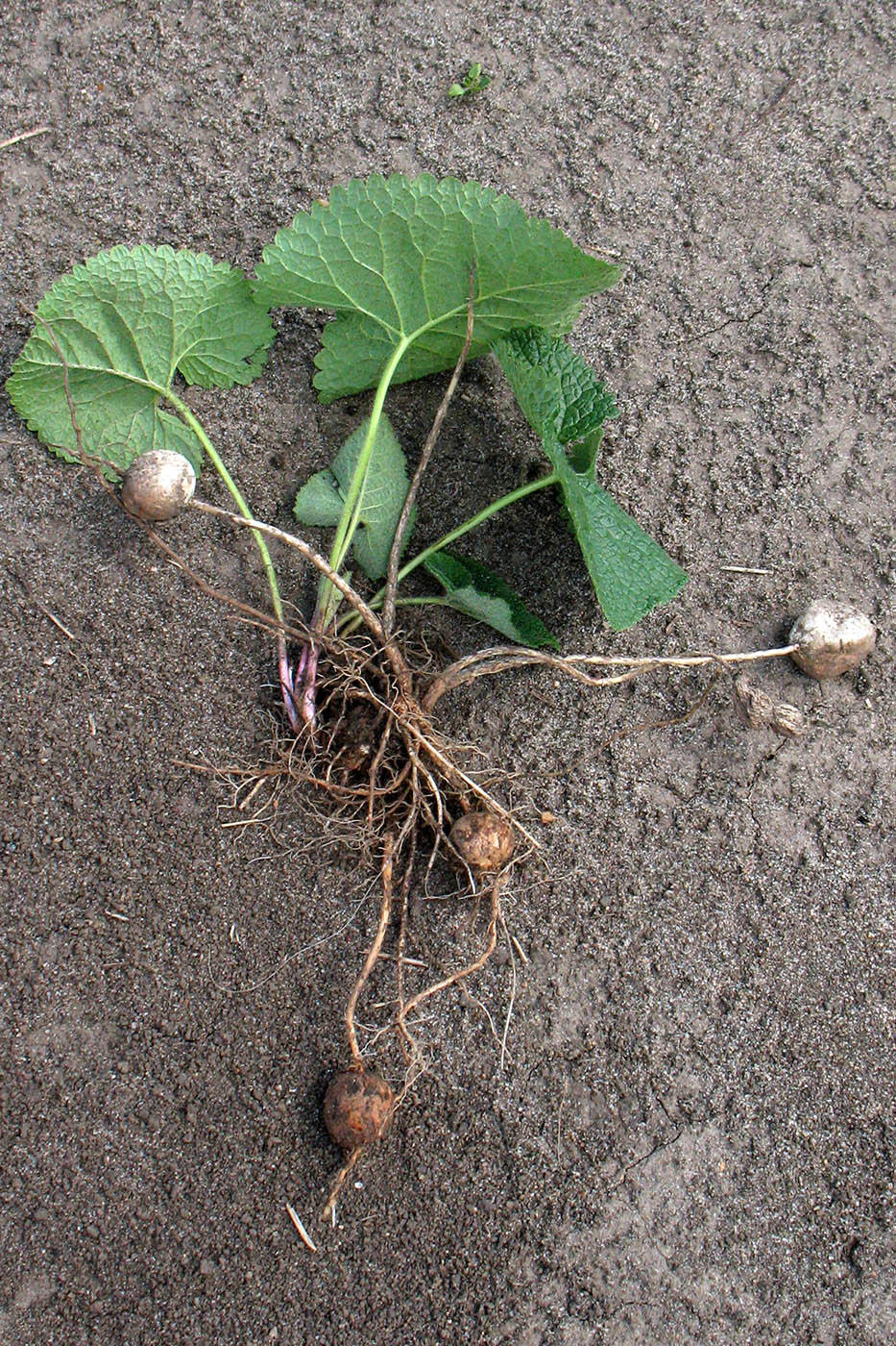 Image of Phlomoides tuberosa specimen.