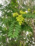 Ailanthus altissima. Соплодия и листья. Волгоград, Красноармейский р-н. 01.08.2023.