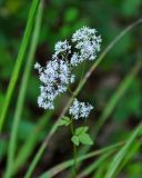 Thalictrum tuberiferum. Соцветие. Приморье, окр. г. Находка, гора Памятник, скальный массив Замок, широколиственный лес. 29.07.2021.