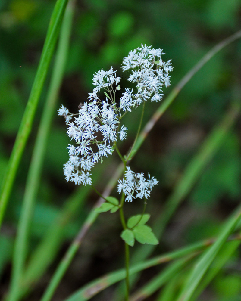 Изображение особи Thalictrum tuberiferum.