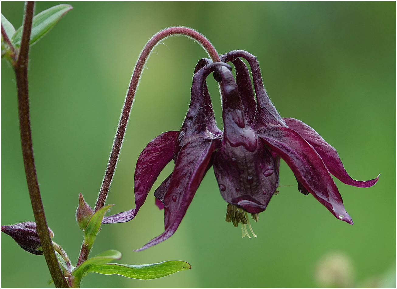 Изображение особи Aquilegia vulgaris.