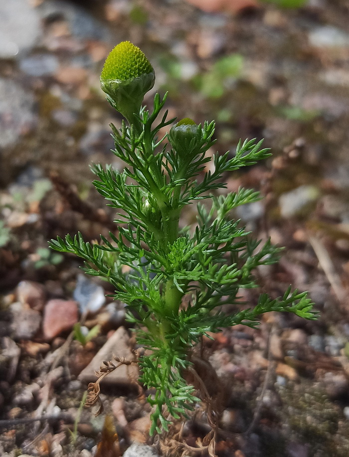 Изображение особи Matricaria discoidea.