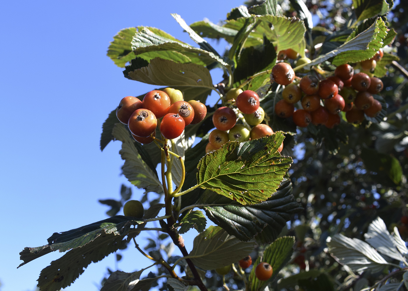 Изображение особи Sorbus aria.