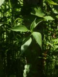 Helianthus tuberosus