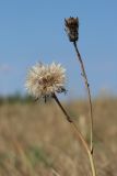 Hypochaeris radicata