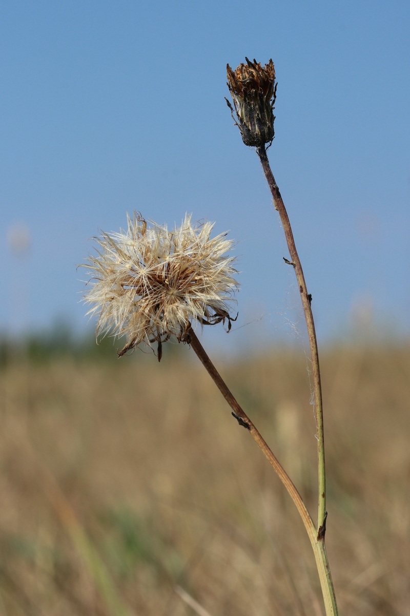 Image of Hypochaeris radicata specimen.