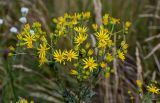 Senecio jacobaea