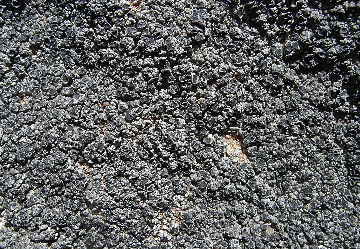 Image of Aspicilia cinerea specimen.