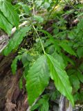 Euonymus latifolius