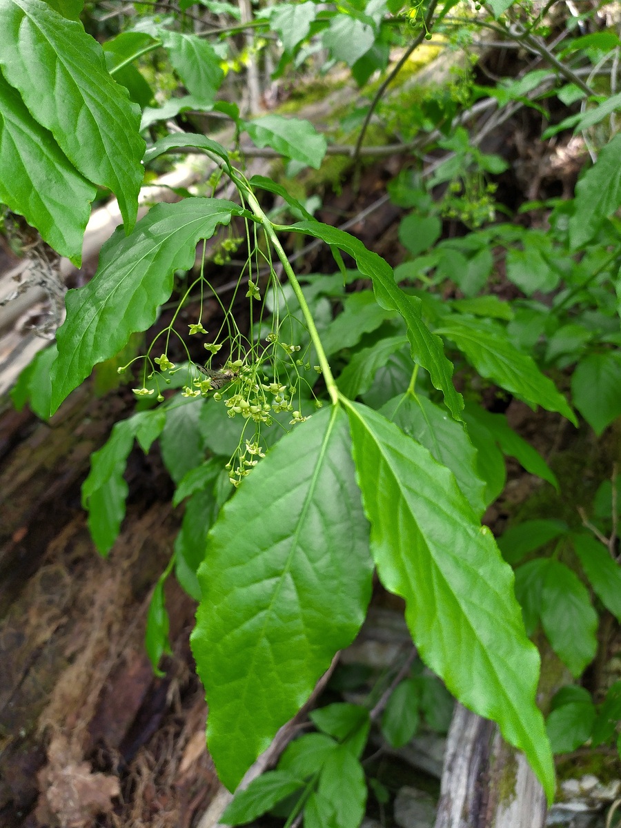 Изображение особи Euonymus latifolius.