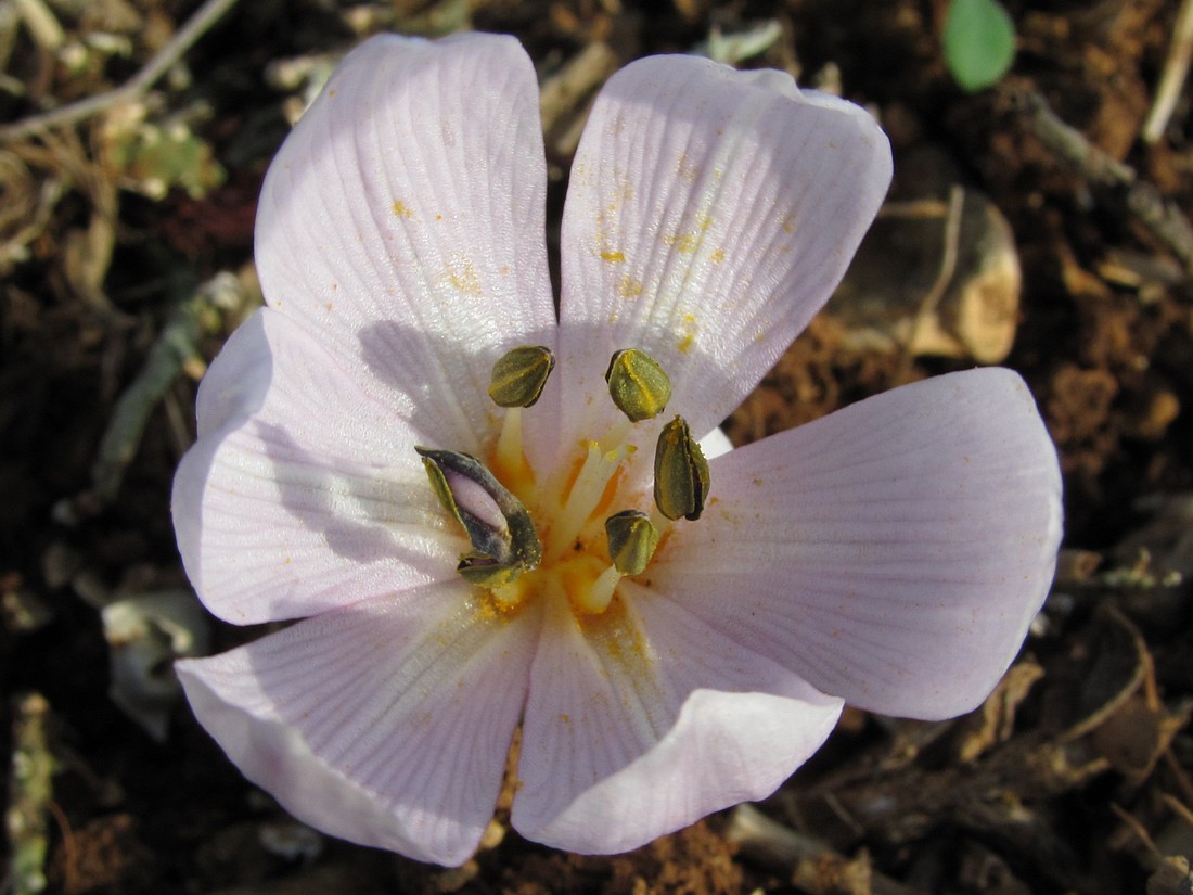 Изображение особи Colchicum triphyllum.