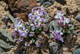 genus Leiospora. Цветущие растения. Киргизия, Ошская обл., Памир, Заалайский хр., долина р. Ачик-Таш, ≈ 3600 м н.у.м., каменистый берег реки. 04.07.2022.