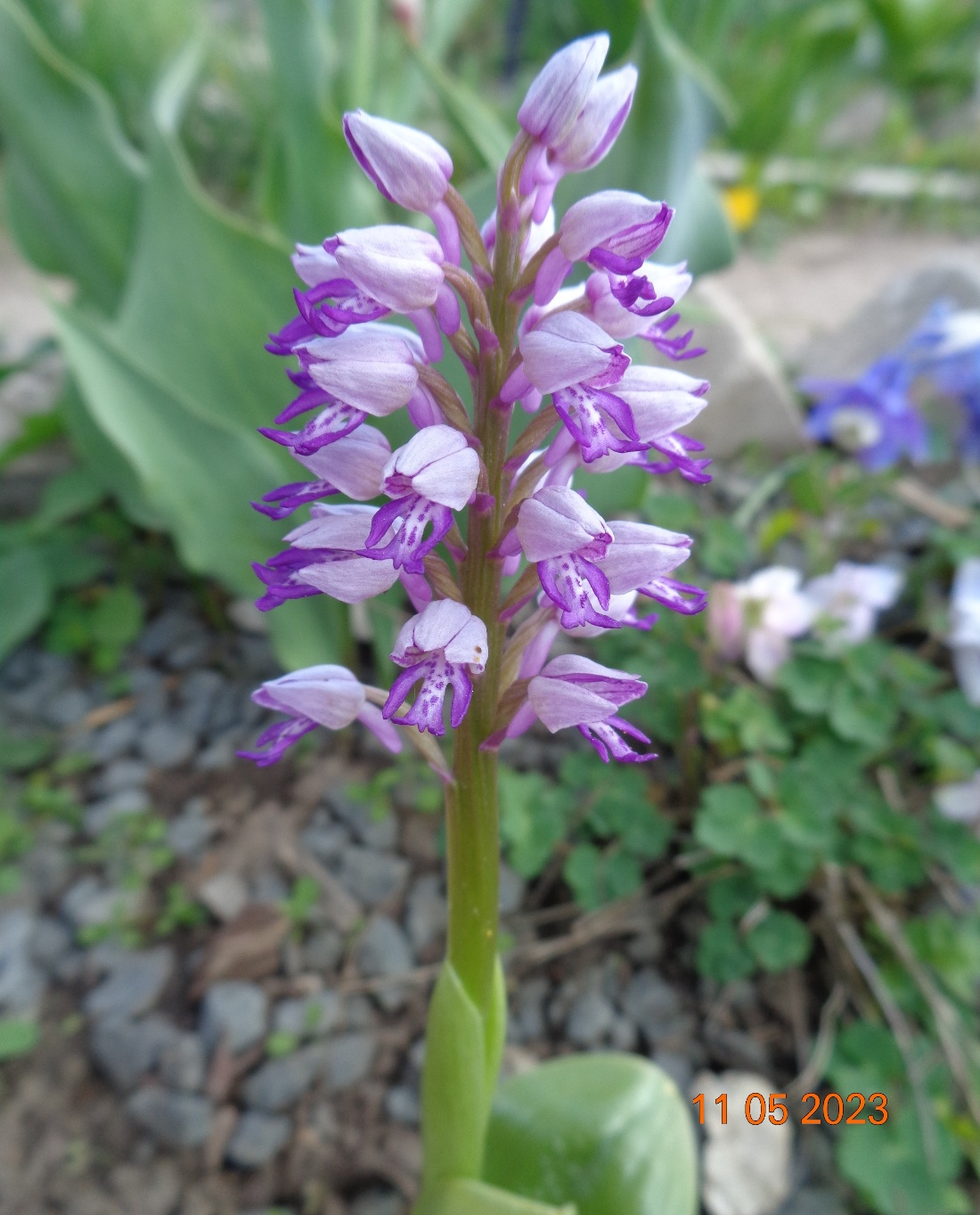 Image of Orchis militaris specimen.