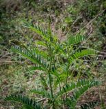 Astragalus falcatus. Верхушка растения с развивающимися соцветиями. Пермский край, Кунгурский р-н, окр. дер. Дейково, окр. ур. Греховская гора, крутой склон. 04.06.2023.