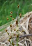Luzula pallescens
