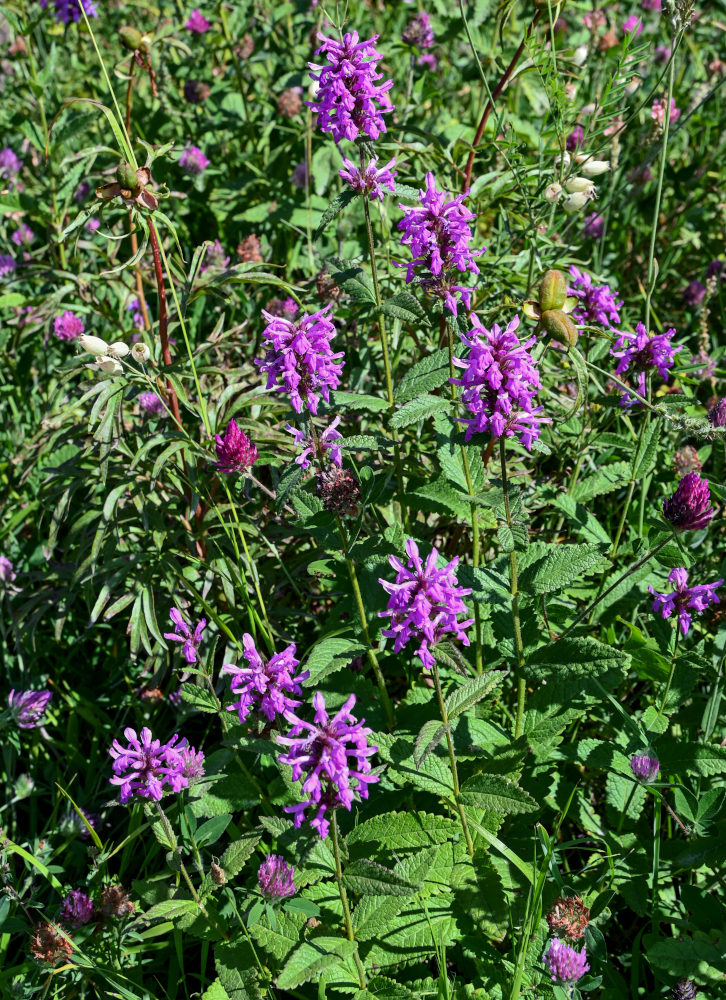 Image of Betonica betoniciflora specimen.