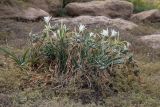 Pancratium maritimum. Цветущее и плодоносящее растение. Израиль, г. Яффо, высокий берег Средиземного моря. 01.10.2023.