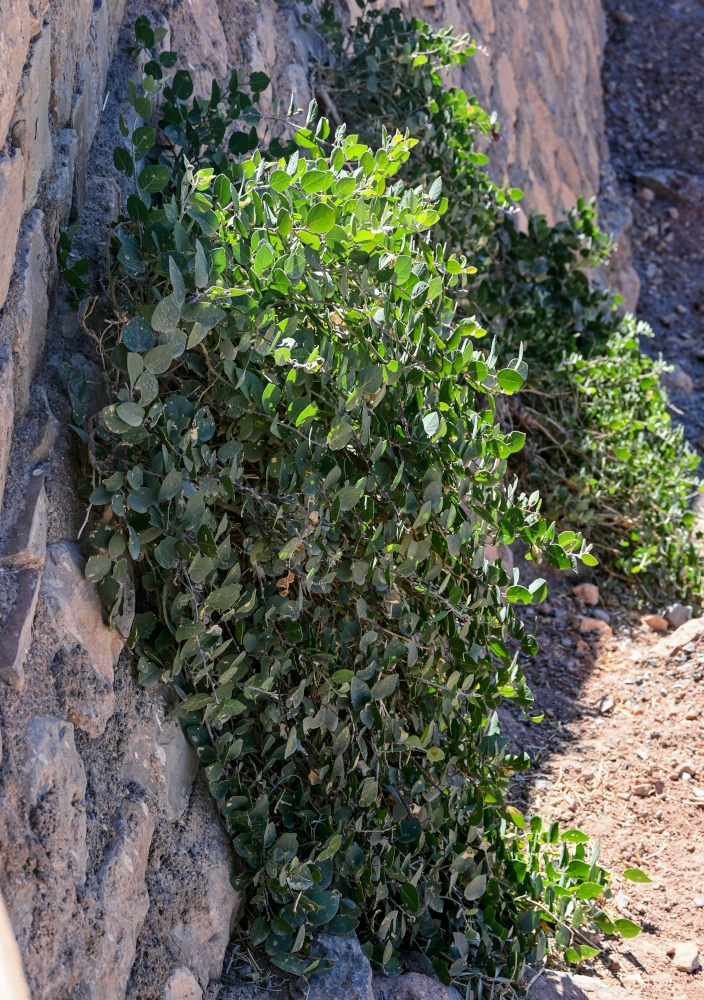 Изображение особи Capparis spinosa.