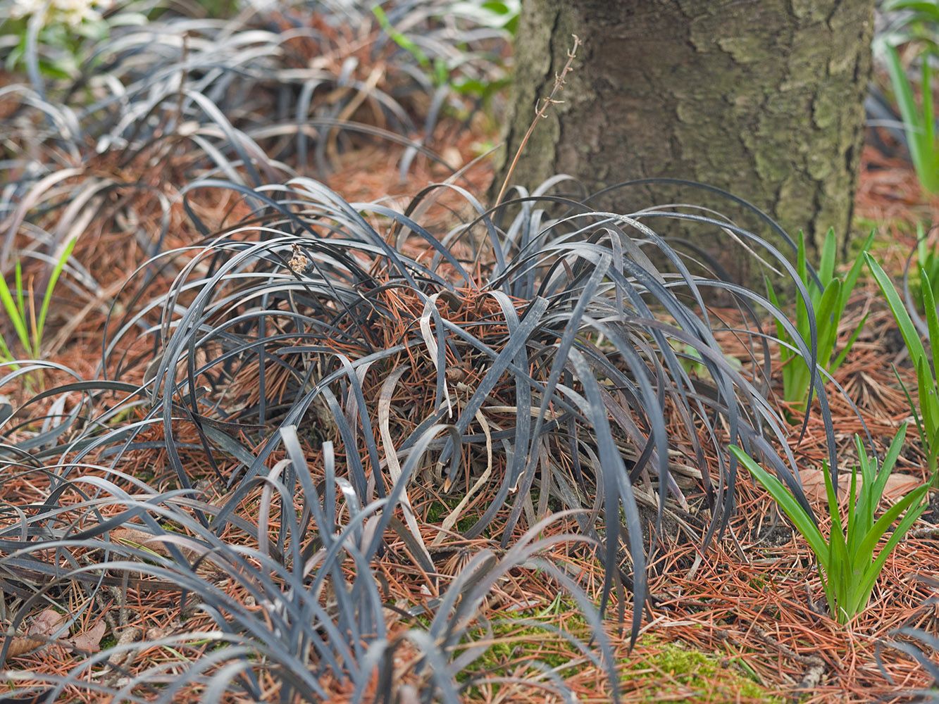 Изображение особи Ophiopogon planiscapus.