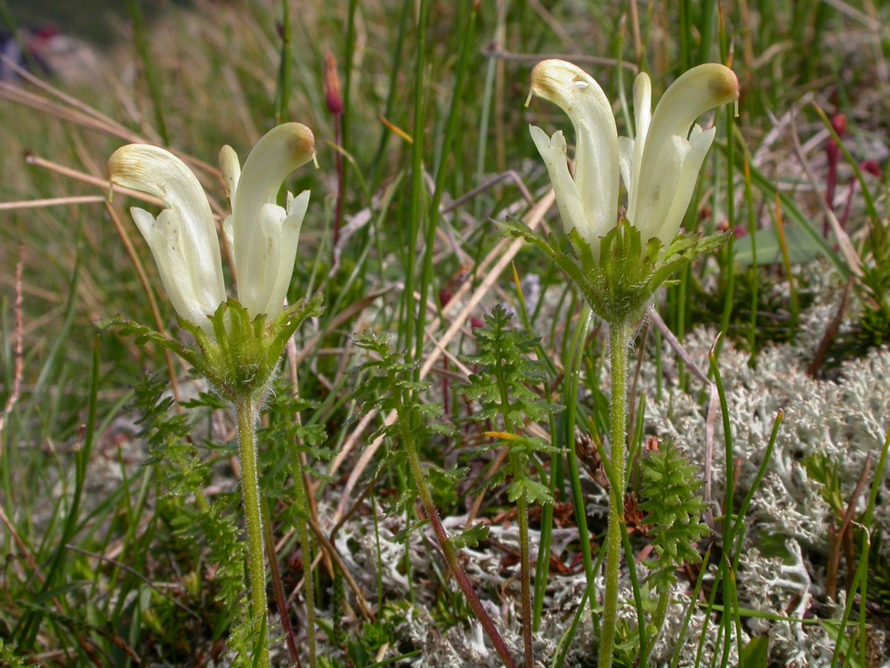 Изображение особи Pedicularis capitata.