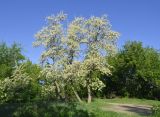 Robinia pseudoacacia