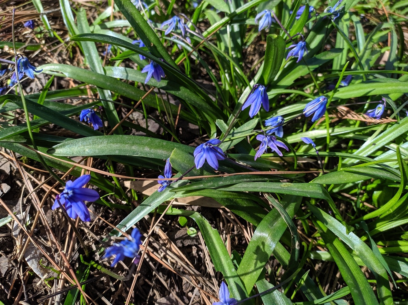 Изображение особи Scilla siberica.