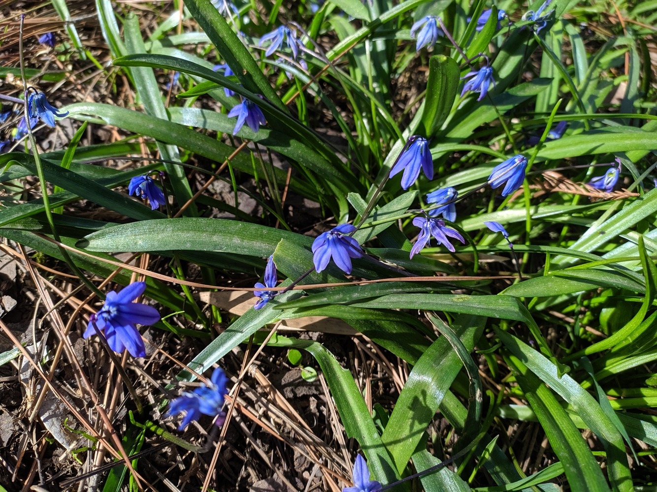 Image of Scilla siberica specimen.