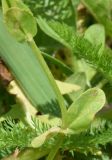 Veronica serpyllifolia