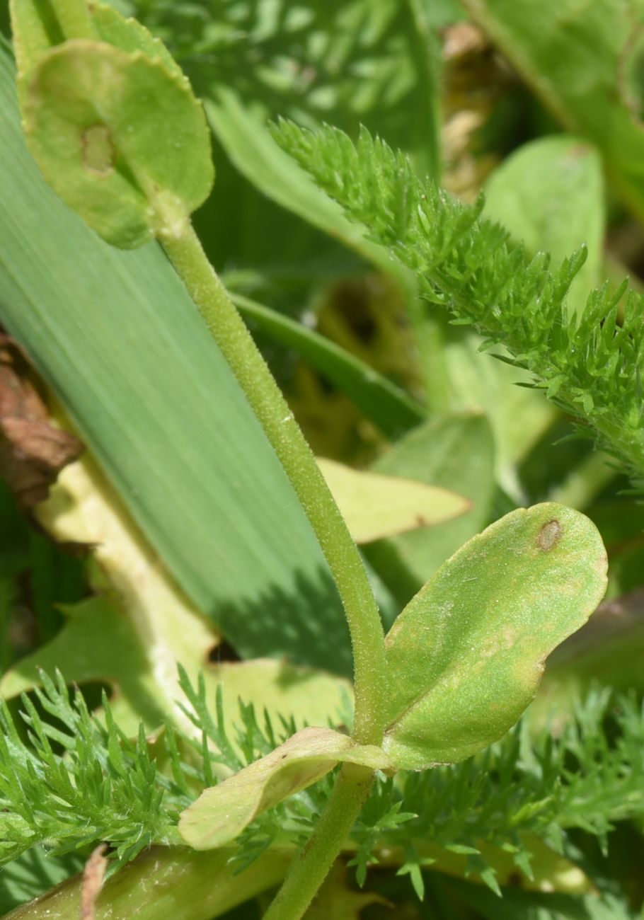 Image of Veronica serpyllifolia specimen.