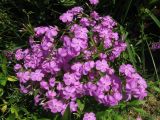Phlox glaberrima