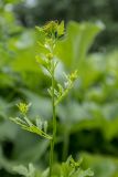 genus Rorippa. Верхушка растения с соцветиями в бутонах и цветочным пауком. Ростовская обл., Верхнедонской р-н, окр. хут. Солонцовский, отмель в русле р. Песковатка. 09.06.2024.