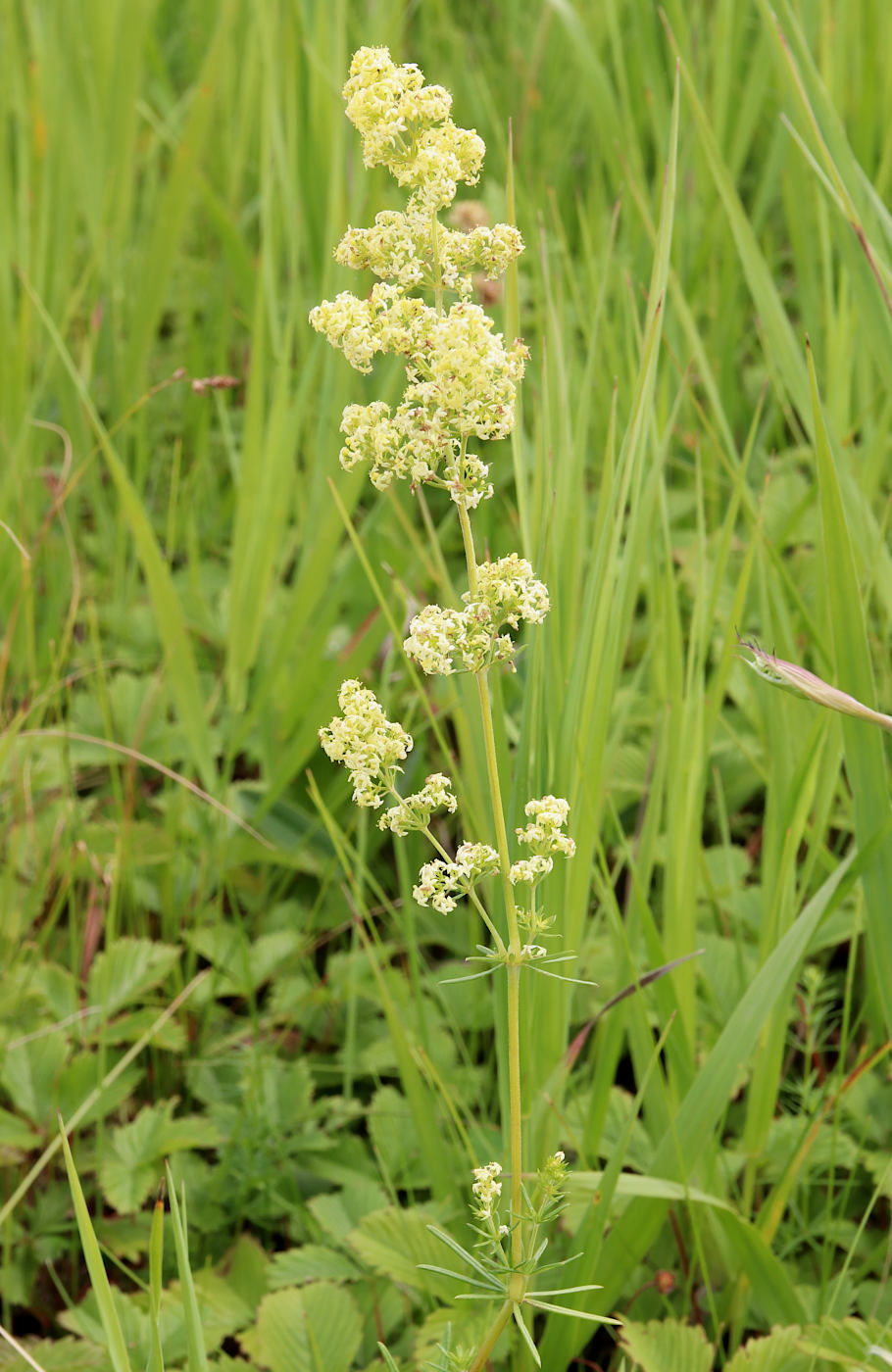 Изображение особи Galium × pomeranicum.