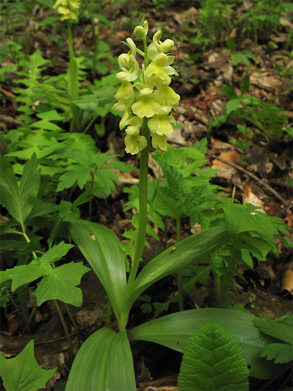 Image of Orchis pallens specimen.
