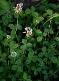 Trifolium repens