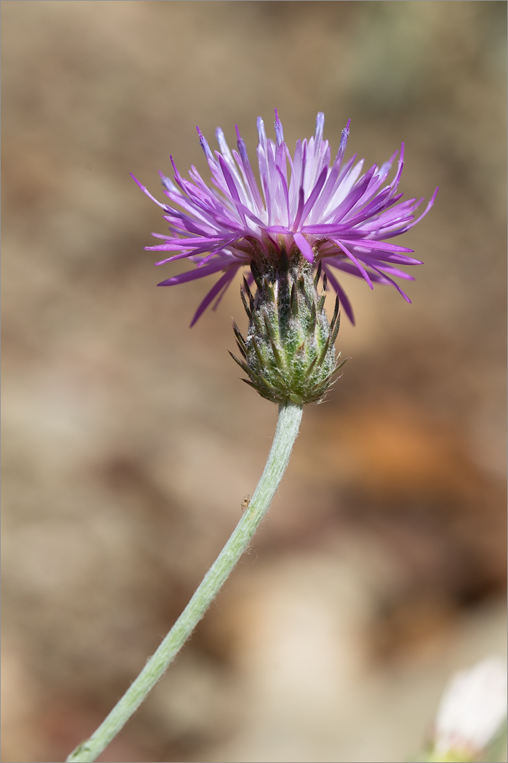 Image of genus Carduus specimen.