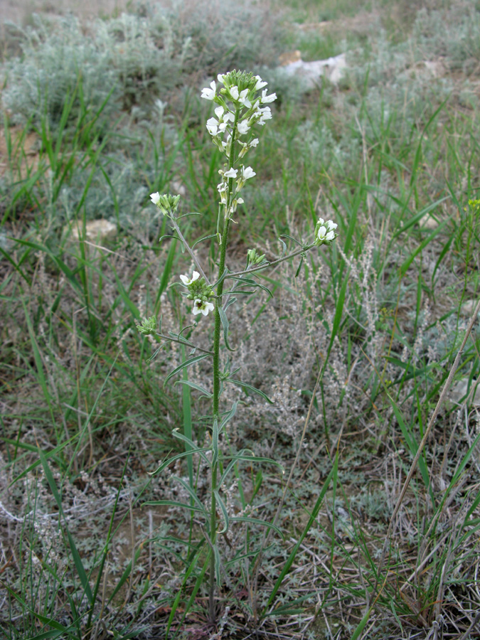 Image of Erysimum leucanthemum specimen.